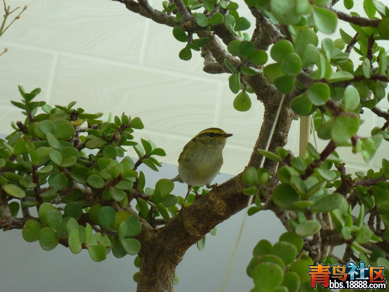 P1100304_调整大小.JPG