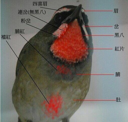 红靛颏鸟图谱图片