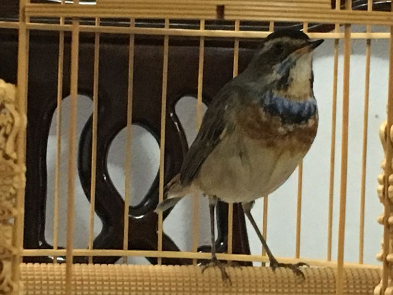 2015秋季靛颏IMG_1486_副本.jpg