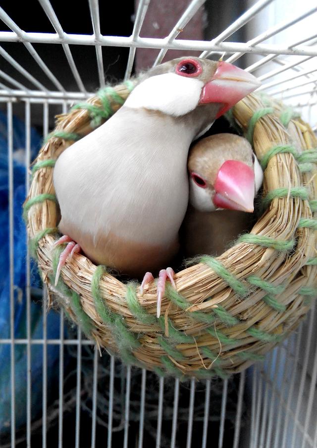 驼文2.jpg