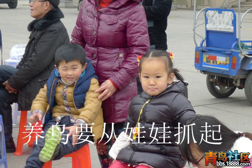 鸟会图片30.jpg