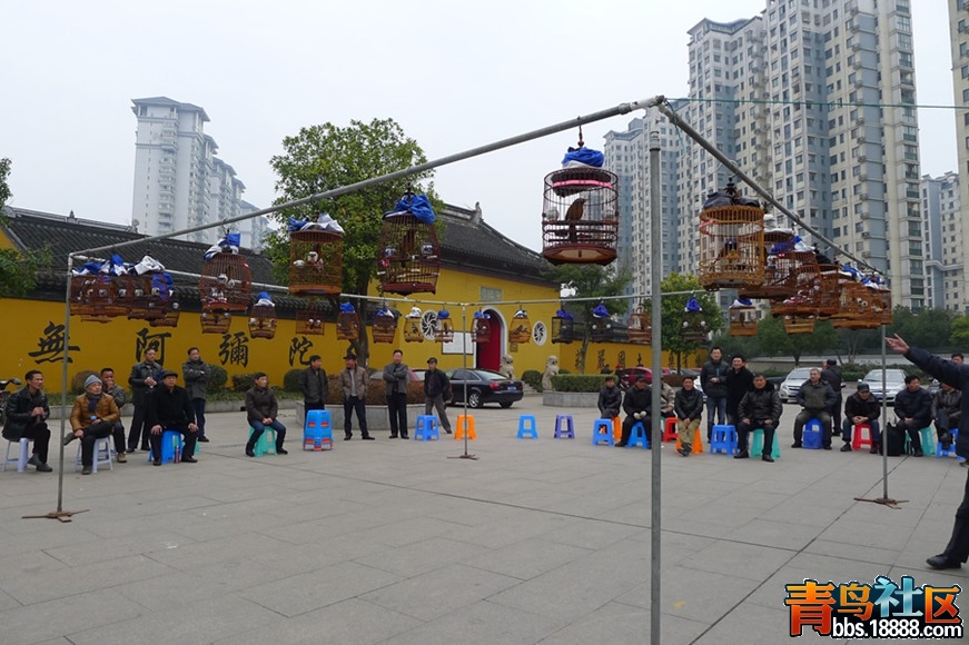 鸟会图片25.jpg