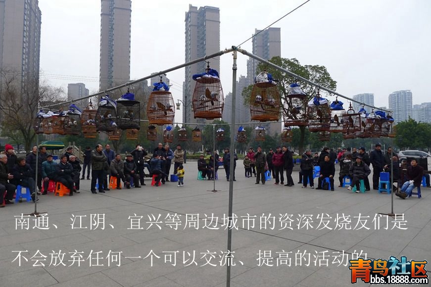 鸟会图片23.jpg