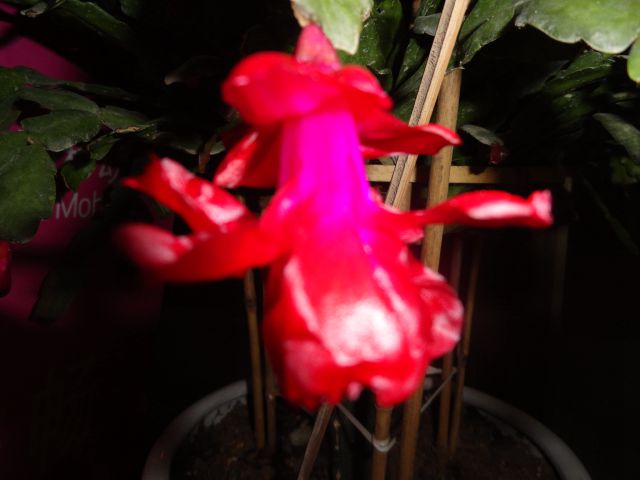100_237461_62e0b96abed8658.jpg
