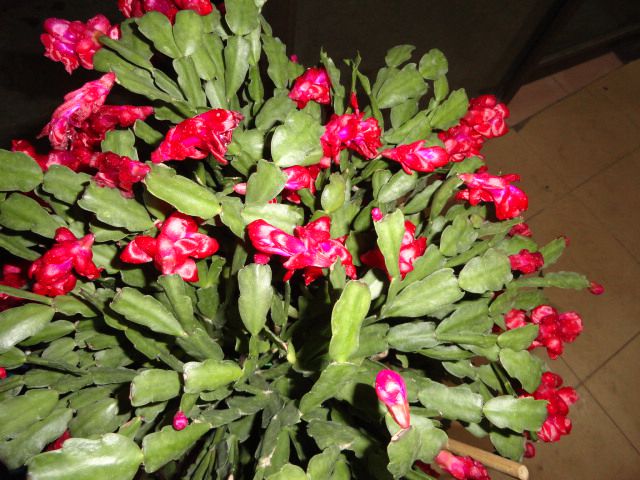 100_237461_eb1c8f02d1856be.jpg