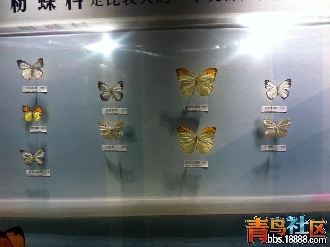 胡20.JPG