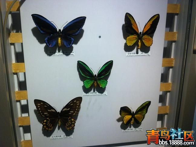 胡11.JPG