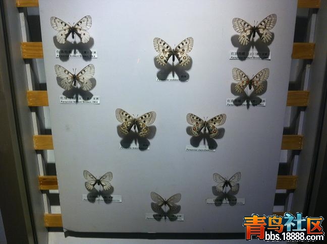 胡8.JPG