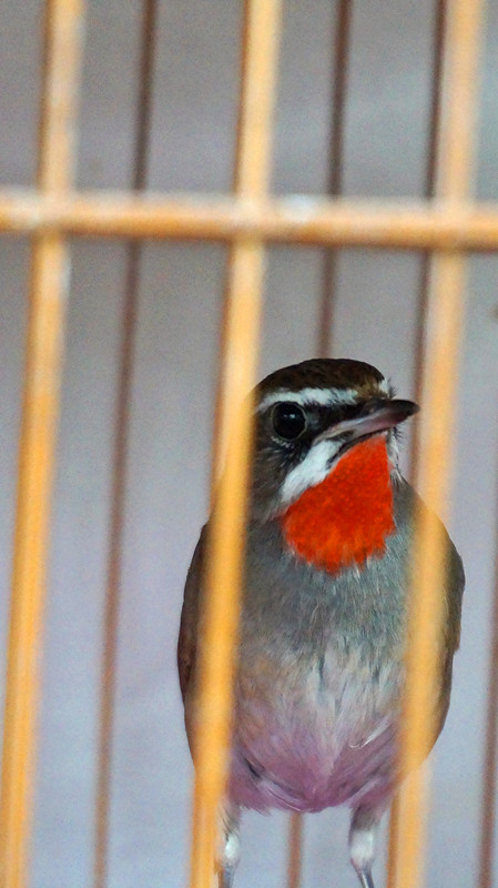 DSC00267_副本_副本.jpg