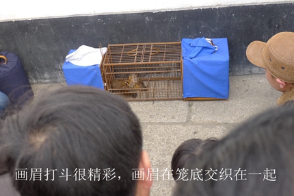 鸟会图片29.jpg