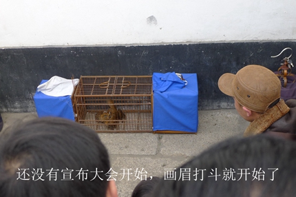 鸟会图片27.jpg