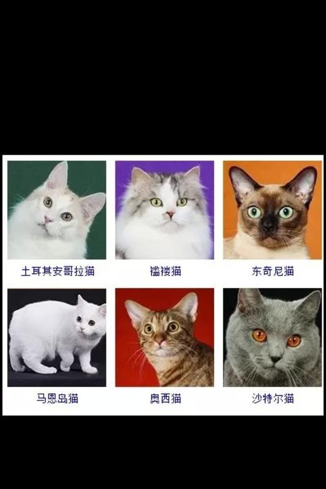 普通猫品种图片