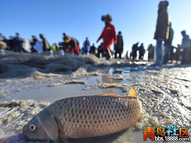 鱼11.JPG