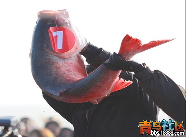 鱼1.JPG