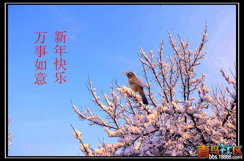 画眉鸟_副本888.jpg