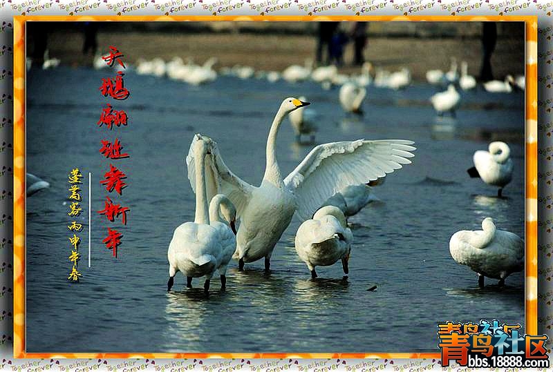 天鹅_副本.jpg