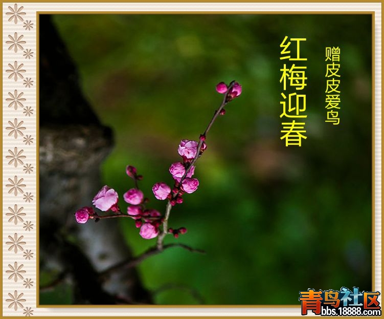 梅16_副本皮.jpg