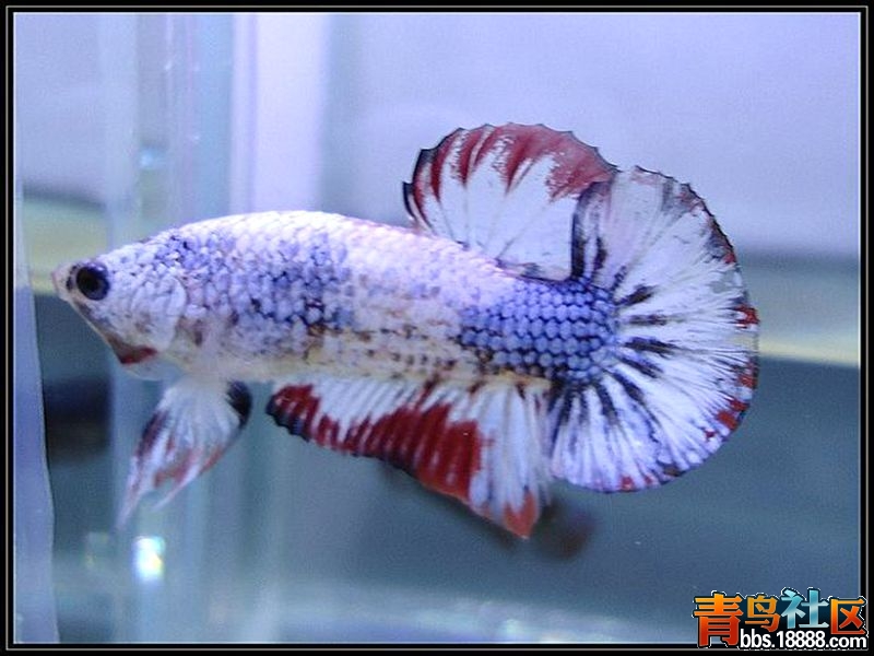 44大理石2f07082938fe15_副本.jpg