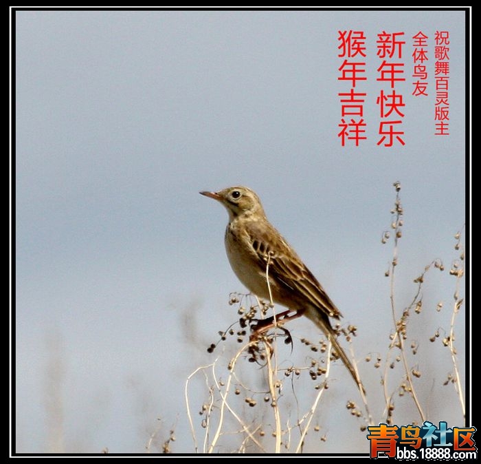 百灵鸟.jpg