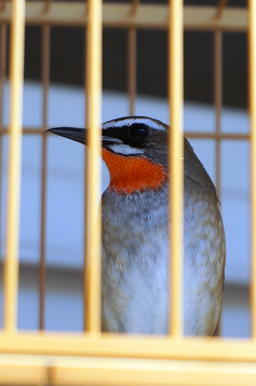DSC00487_副本.jpg