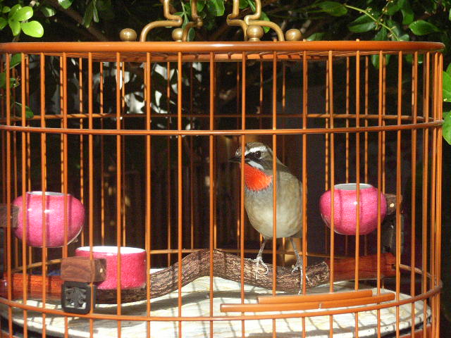 RIMG0079.JPG