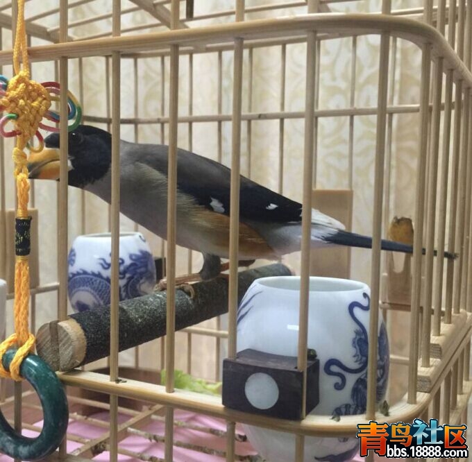 QQ&#22270;&#29255;20160324124258.jpg