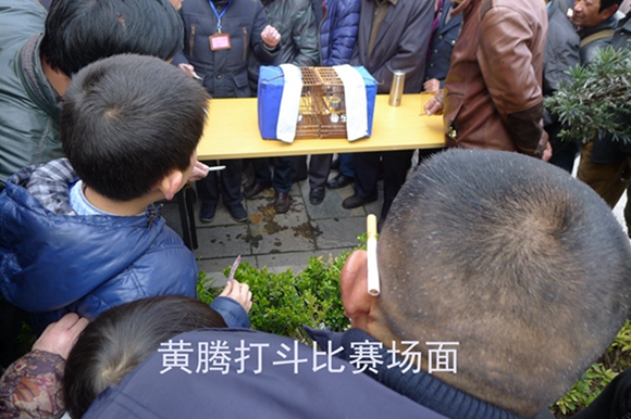 鸟会图片压缩41.jpg