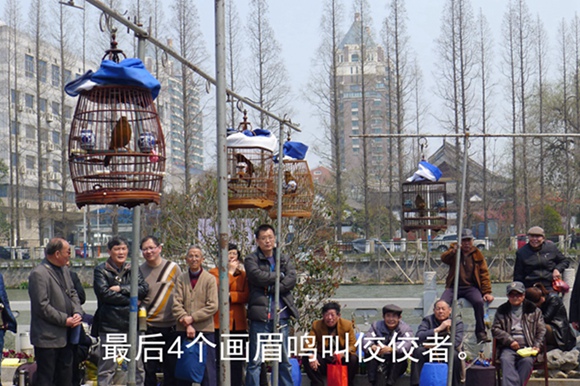 鸟会图片压缩56.jpg