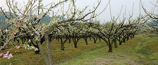 IMG_0245_副本.jpg
