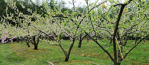 IMG_0258_副本.jpg