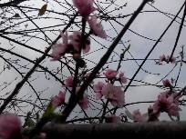 IMG_20160306_115307.jpg.JPG