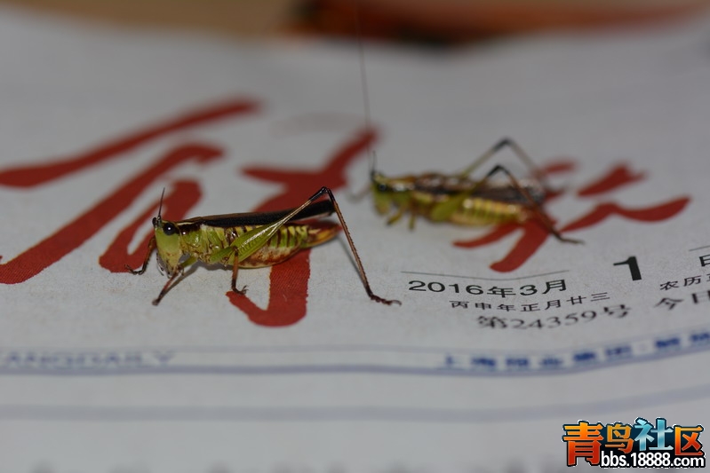DSC_4411_缩小大小.JPG