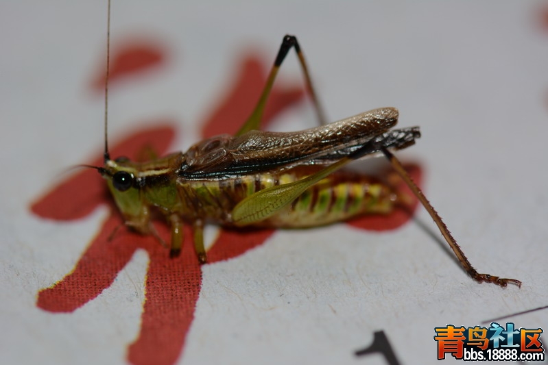 DSC_4380_缩小大小.JPG