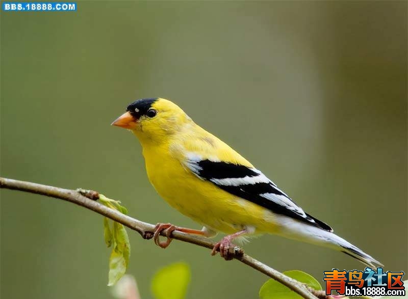88_218430_e920ffb9c1adae4.jpg