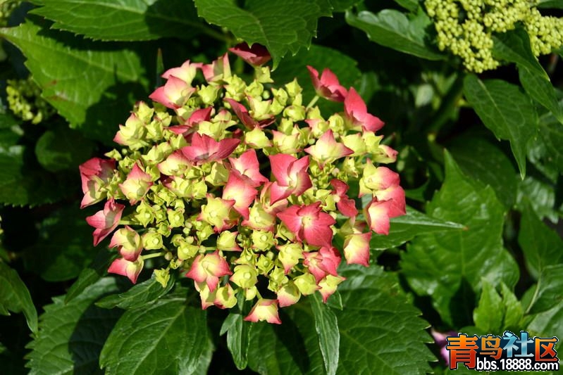 DSC_5006_缩小大小_副本.jpg