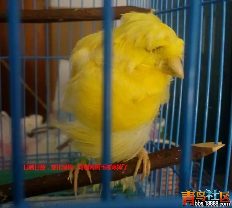 psbCAJBLEC1.jpg