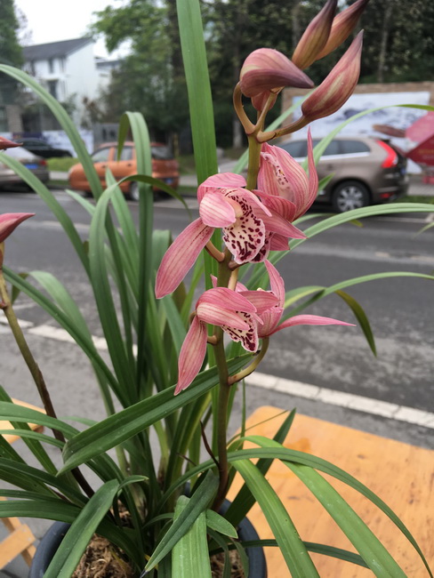 2016-04-04 093559_调整大小.jpg