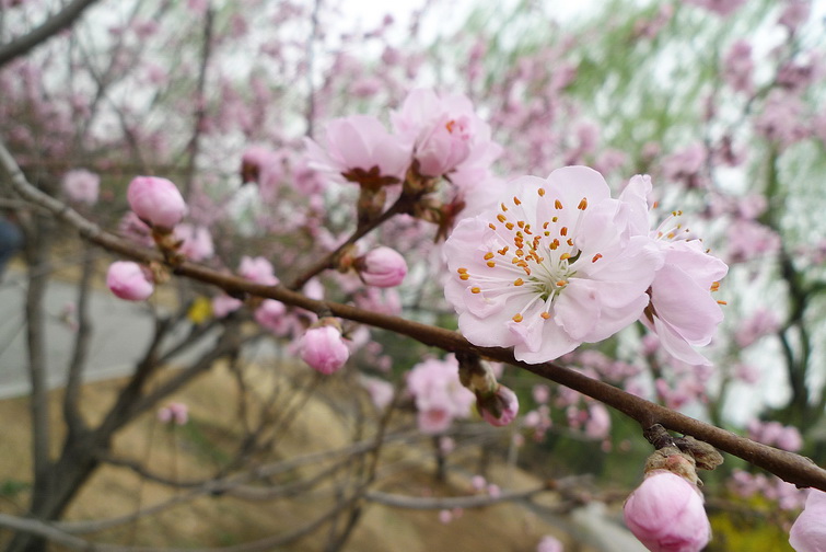 P1040301_调整大小.jpg