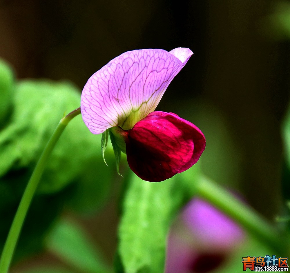 IMG_2777_副本1.jpg