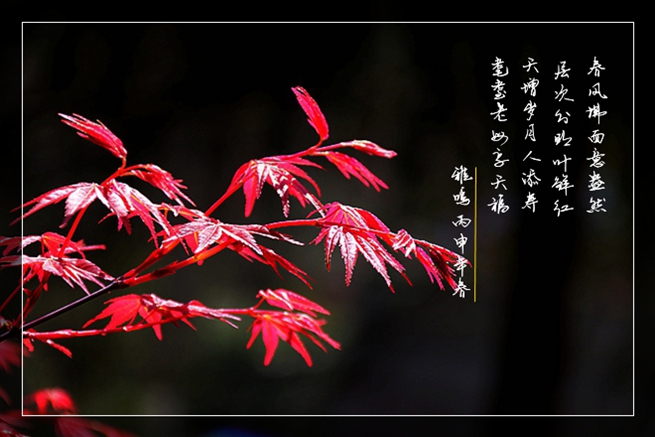 红_副本.jpg