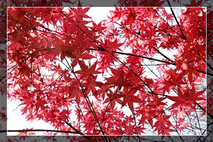 IMG_1718_副本1.jpg