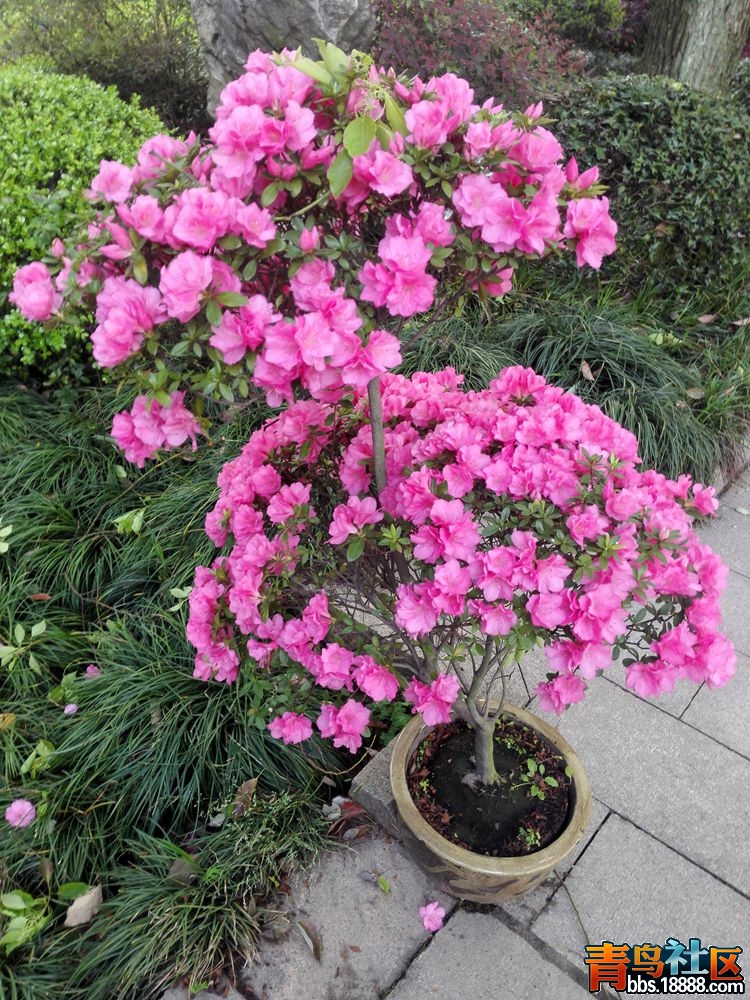 IMG_20160417_070143_副本.jpg