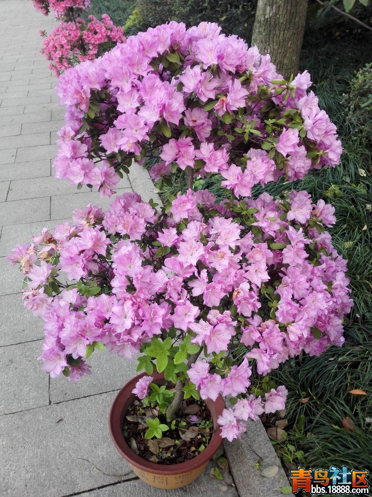 IMG_20160417_071045_副本.jpg