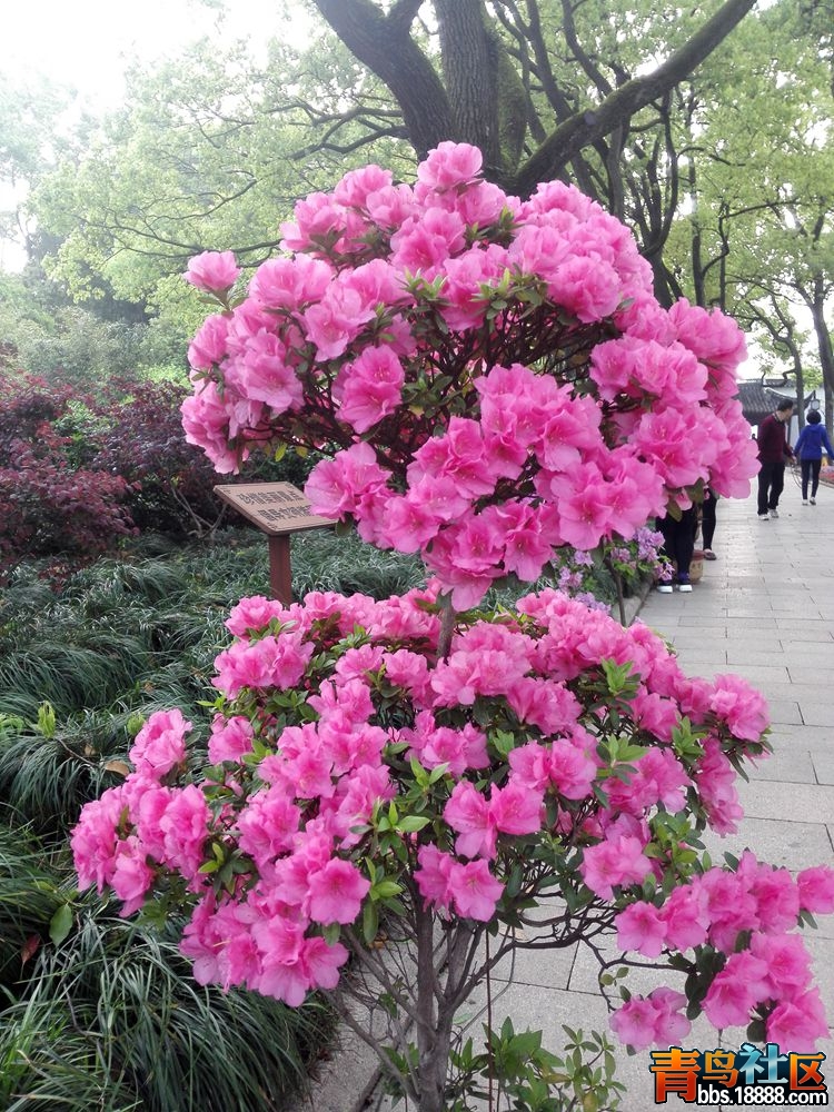 IMG_20160417_070506_副本.jpg