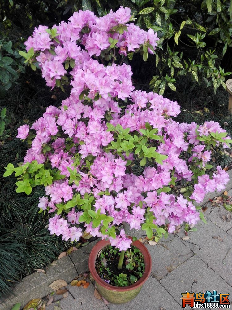IMG_20160417_065453_副本.jpg