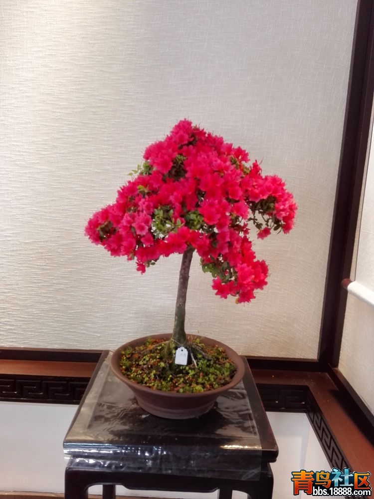 IMG_20160417_081625_副本.jpg