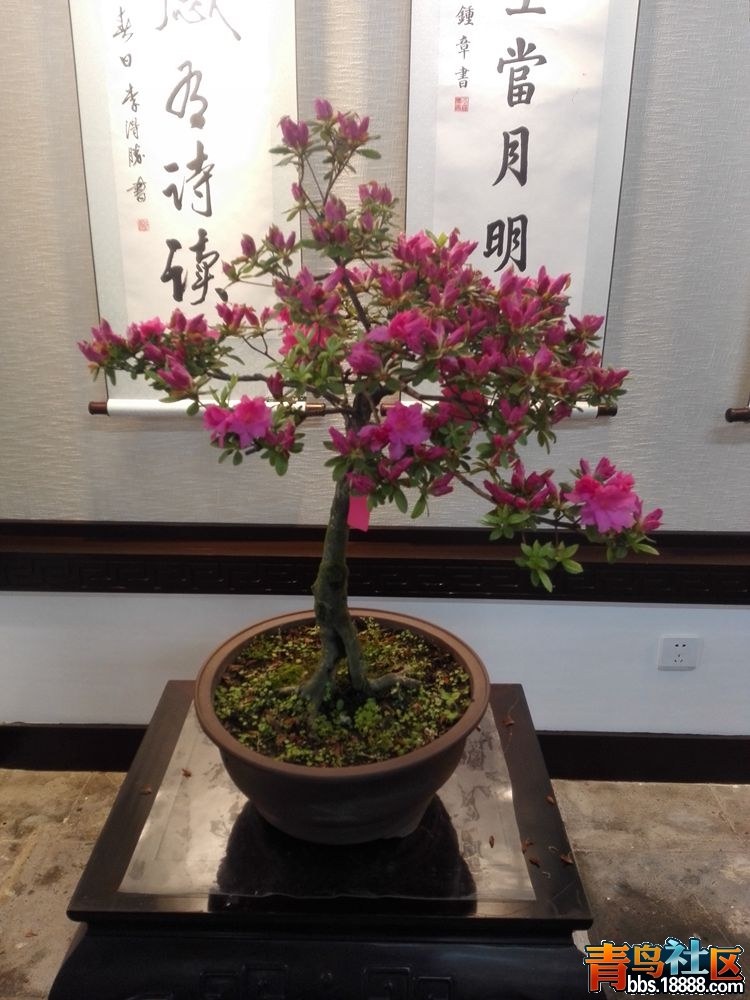 IMG_20160417_081649_副本.jpg