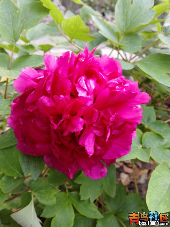 IMG_20160410_064520_副本.jpg