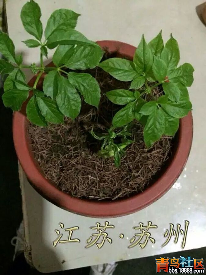 mmexport1461370464677_副本.jpg