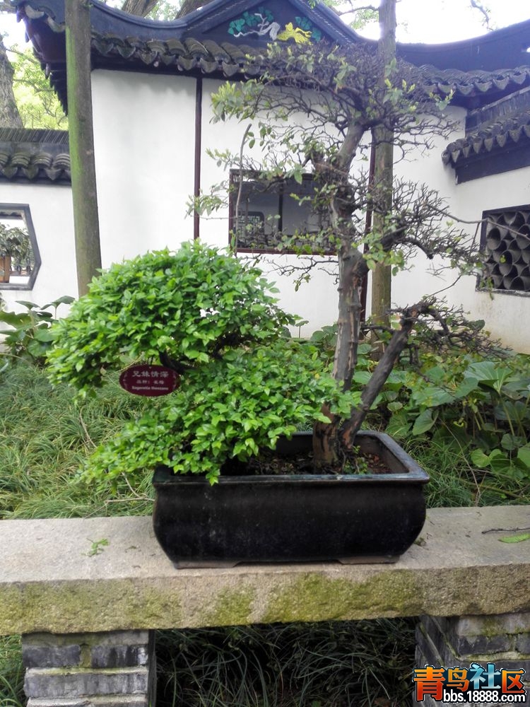 IMG_20160417_081000_副本.jpg